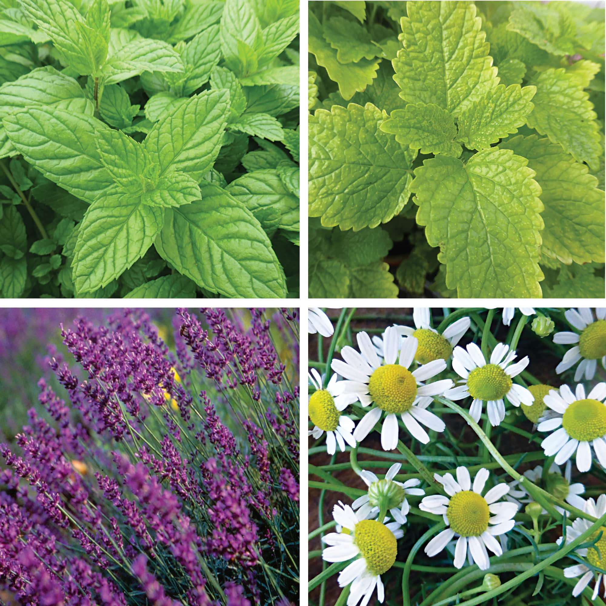 Tea herbs in grid